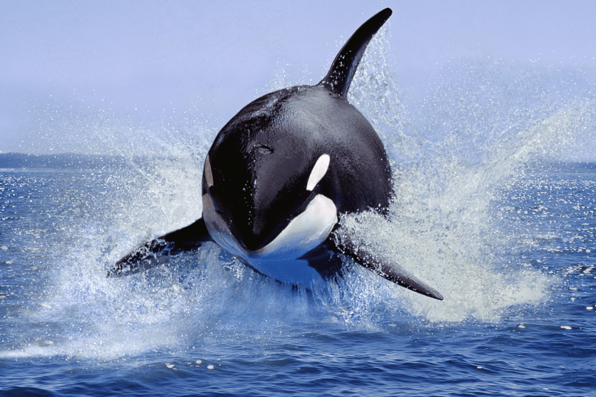 orca launches 20 feet into the air
