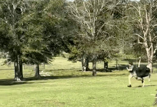 ostrich attacks kid on field trip