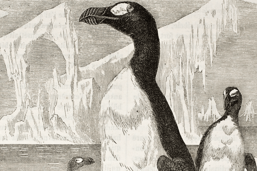 penguins today are not true penguins