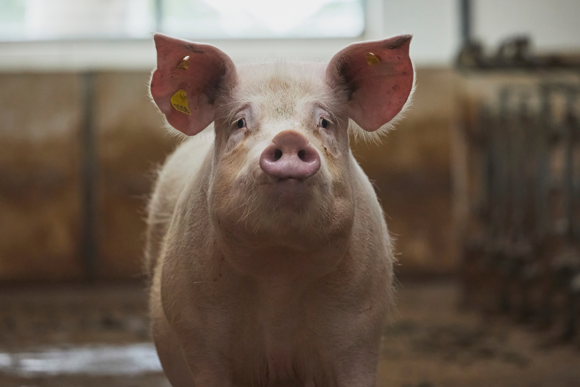 pig gets drunk on beer