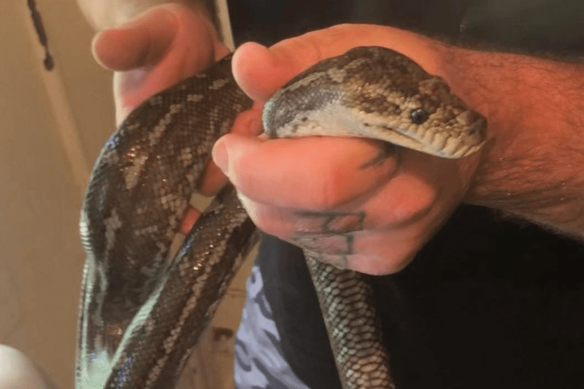 Serpent Surprise: Python Invades Man's Toilet Twice In Same Week - Wide ...