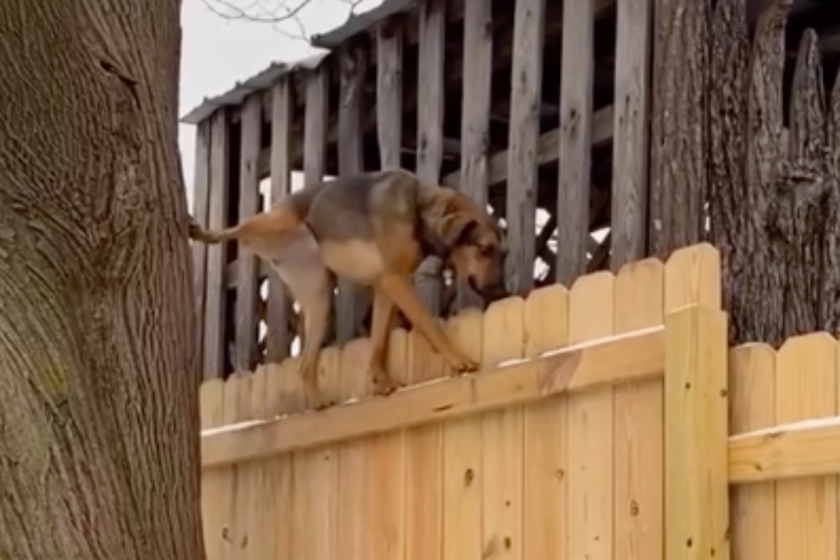 rescue dog impressive talent