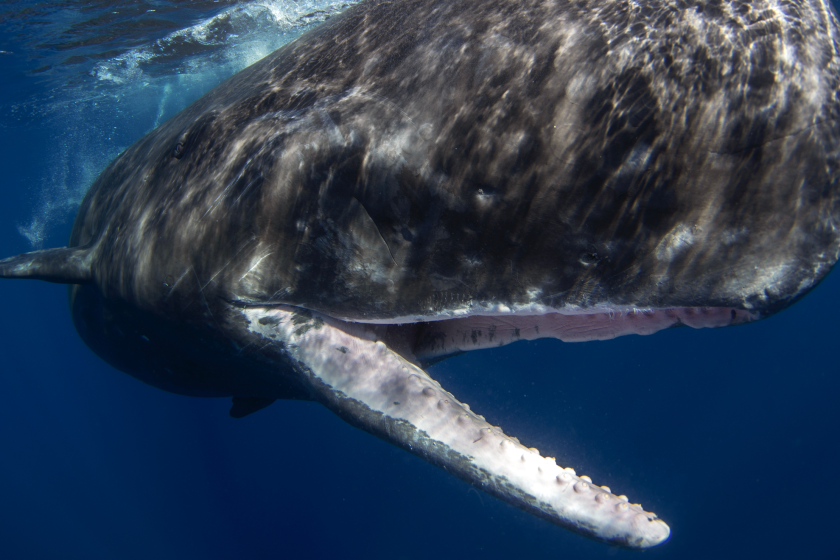 sperm whale is apex predator
