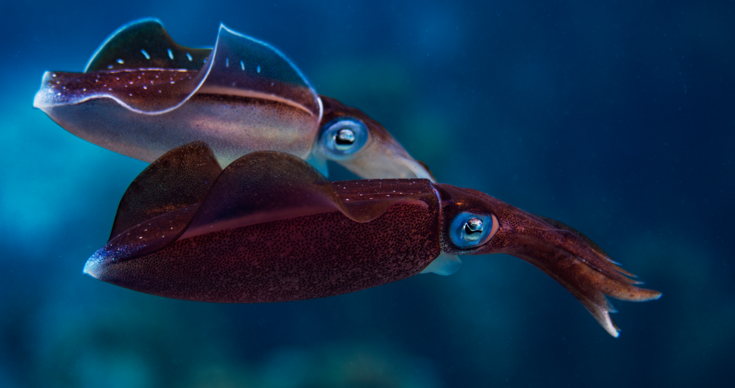 squid