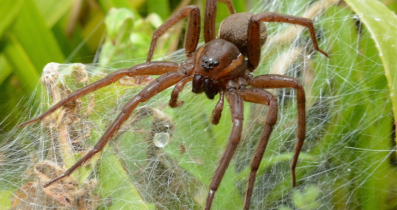 Zoo Just Released Thousands Of Giant Spiders — Here's Why They're