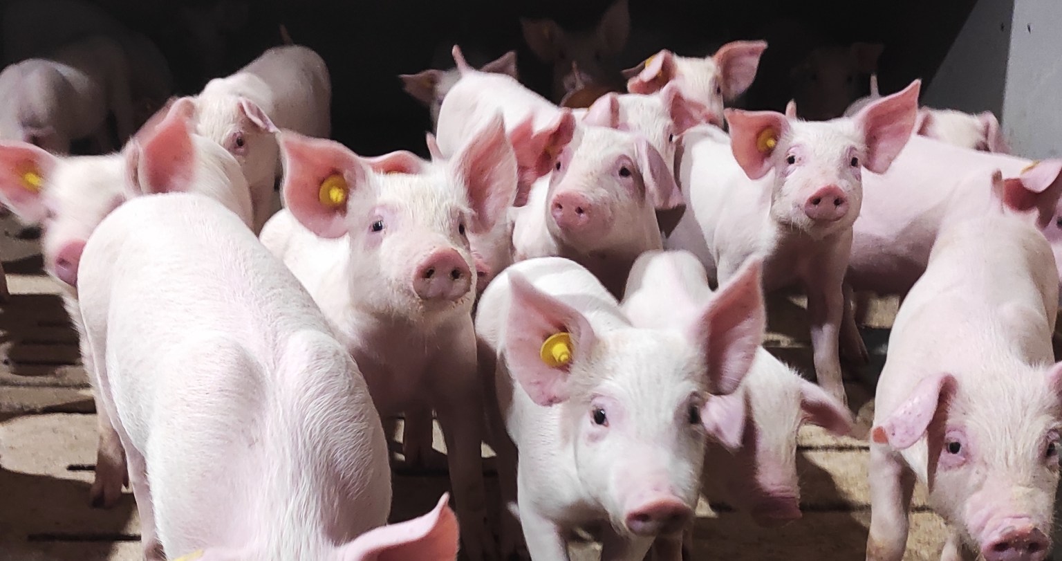 Stench Of 100 Pigs In Cargo Hold Causes Plane To Make An Emergency ...