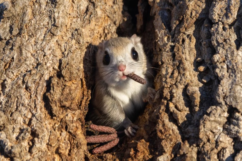 Adorable Critter Nikon Competition