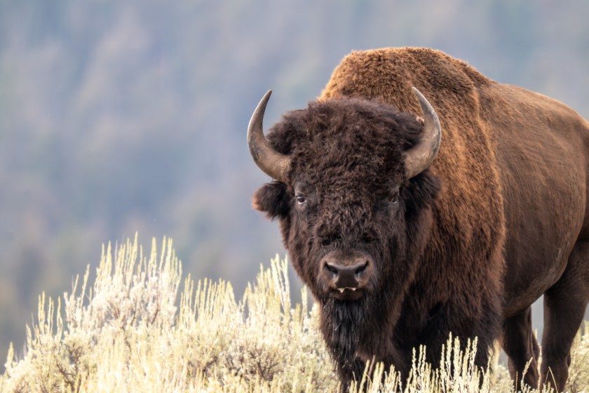 bison gorings and why they are happening
