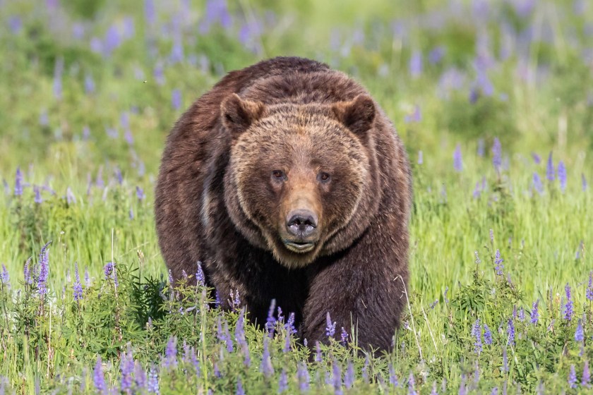 Children's Author Under Fire Over Book He Wrote About Grizzly 399 Bear That Was Killed Earlier This Year