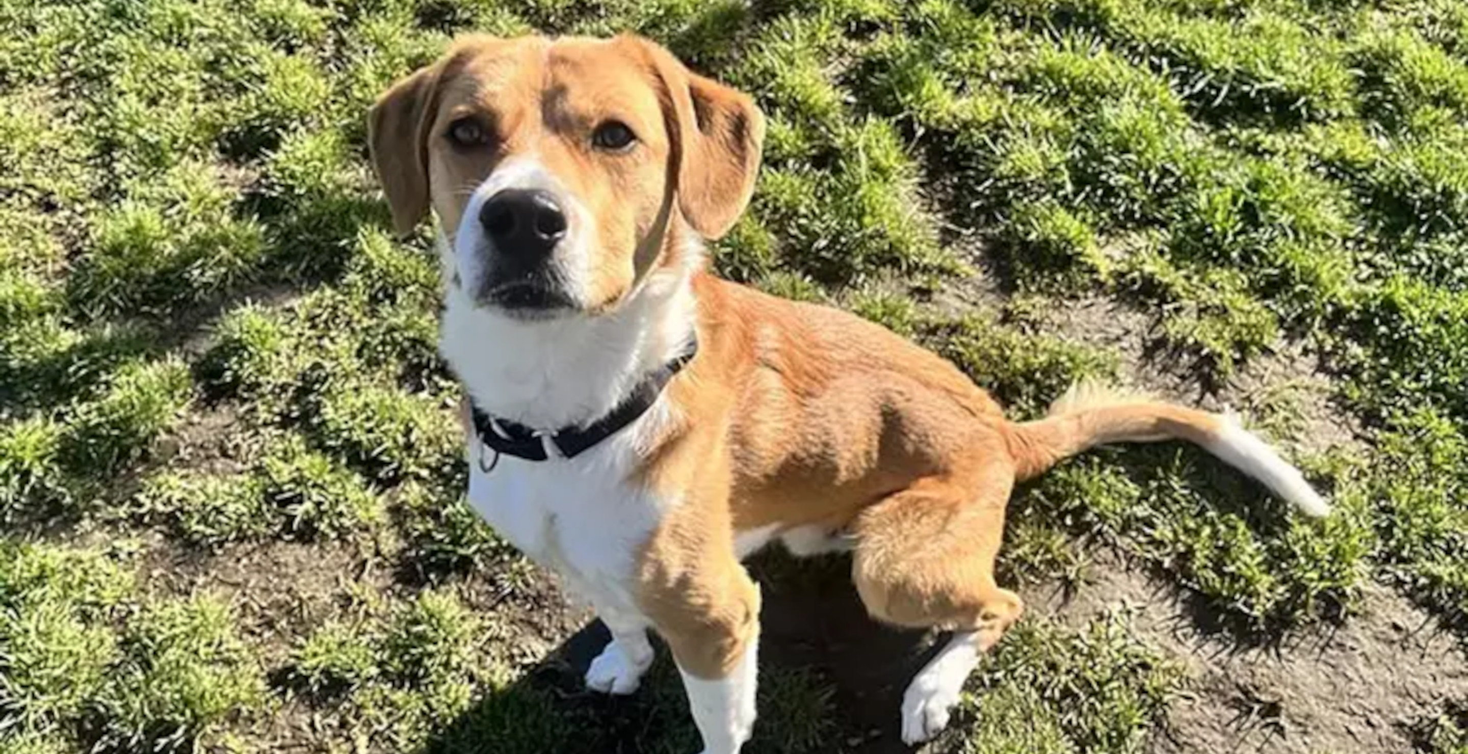 Dog Survives Getting Dragged 600 Feet By Truck, Finds Loving Family