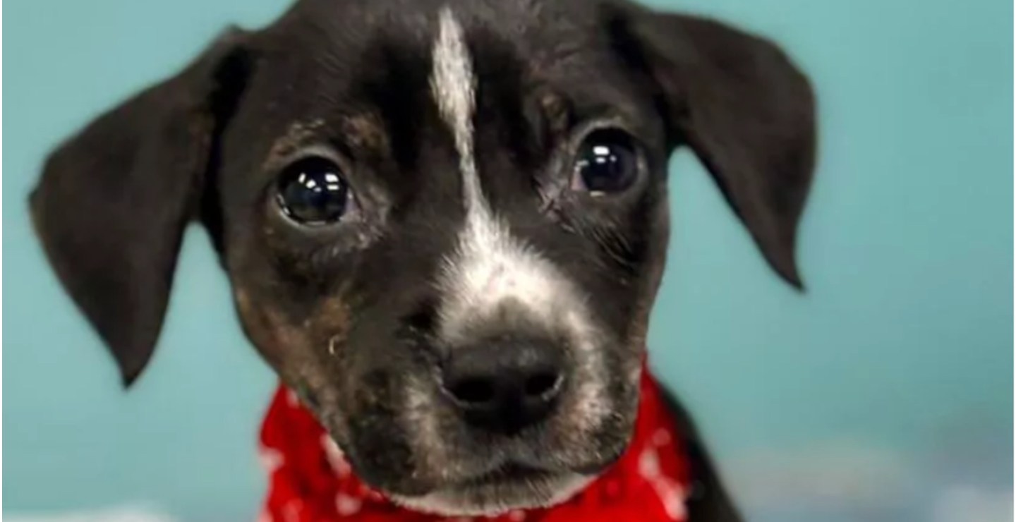 Family of Pilot Who Died During Animal Rescue Flight Given Ashes Of Dog