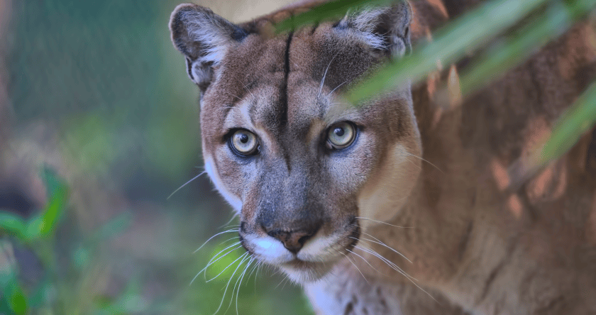 20 Animals On The Brink Of Extinction - Wide Open Spaces