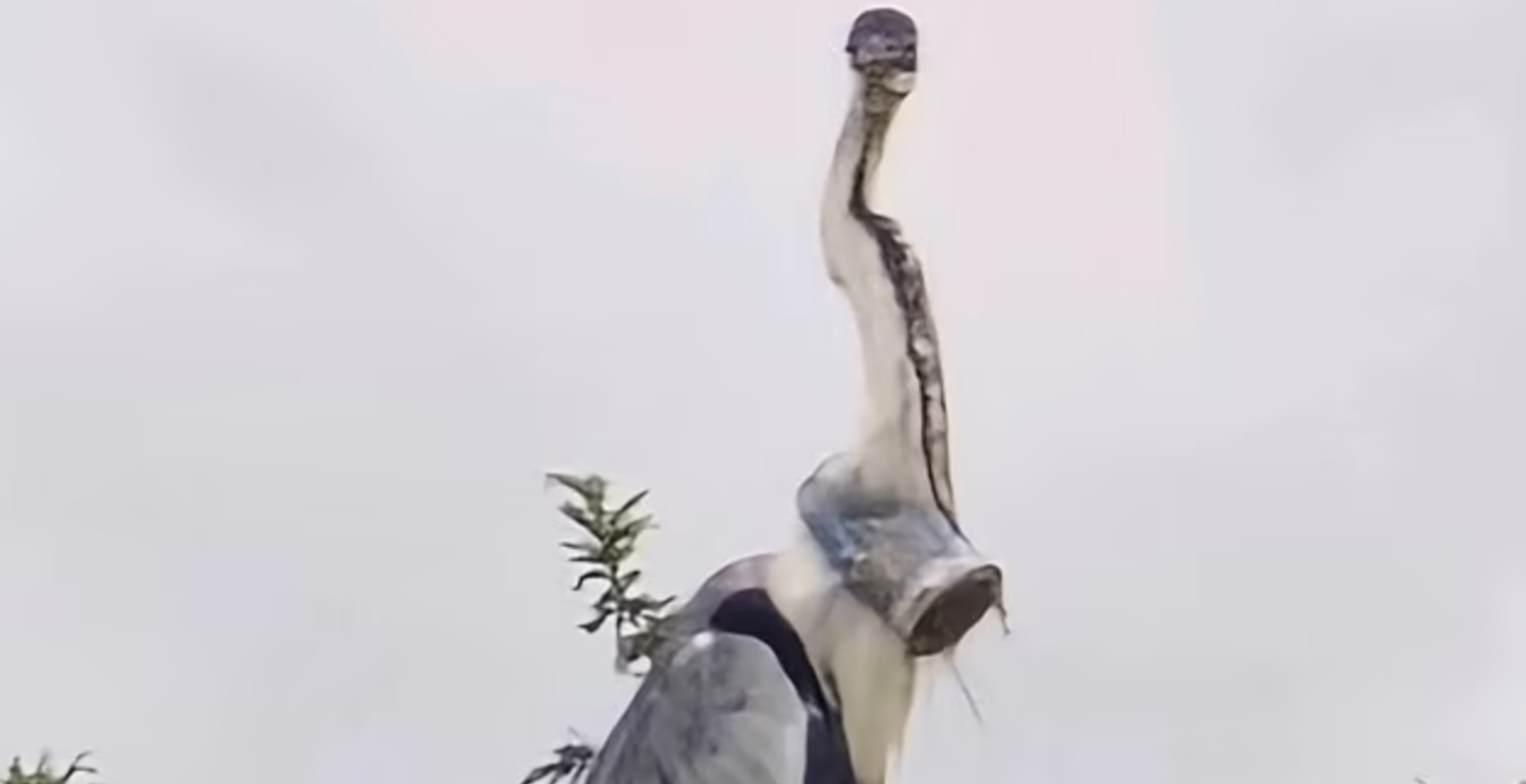 Frantic Search To Find A Heron After Heartbreaking Image Shows Plastic Cup Stuck In Its Throat