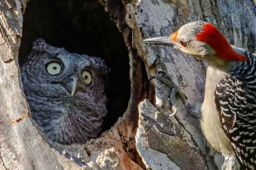 Funny Wildlife Photos Nikon Comedy Wildlife Awards