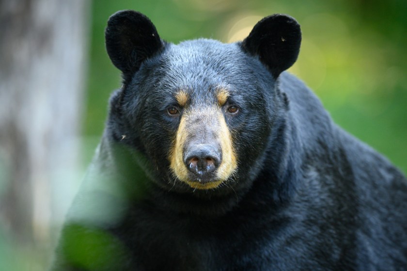Massive Black Bear Breaks Mississippi State Record As The Biggest Ever