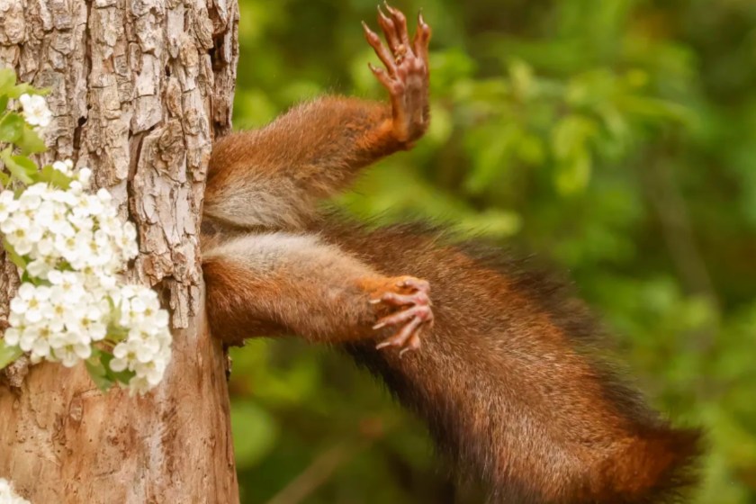 Nikon Comedy Wildlife Awards