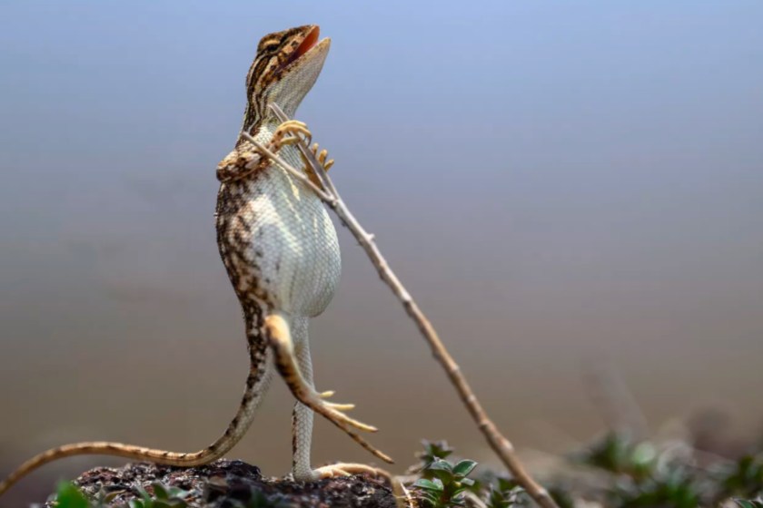 The Rockstar Nikon Wildlife Contest