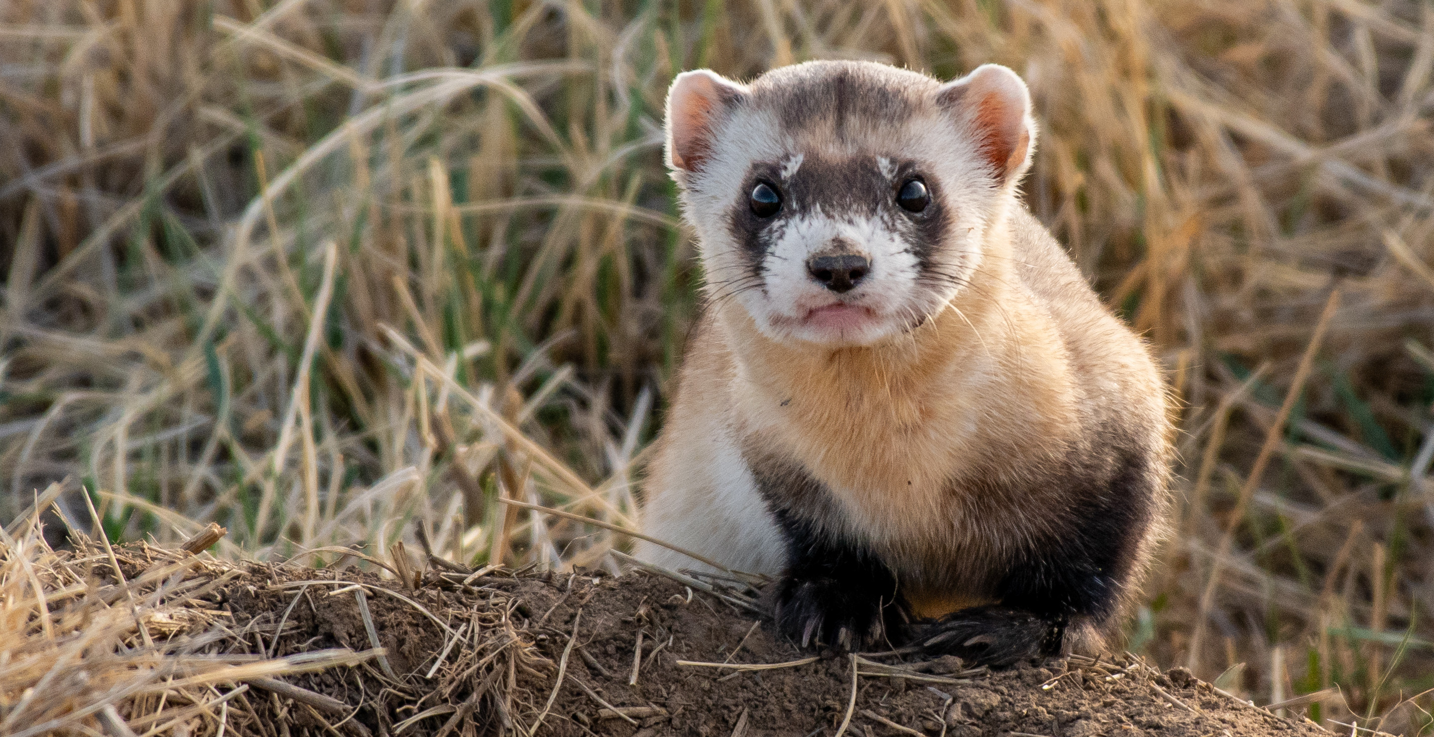 There's Vampires In Arizona: Black-Footed Ferrets Reintroduced After Almost Three Decades