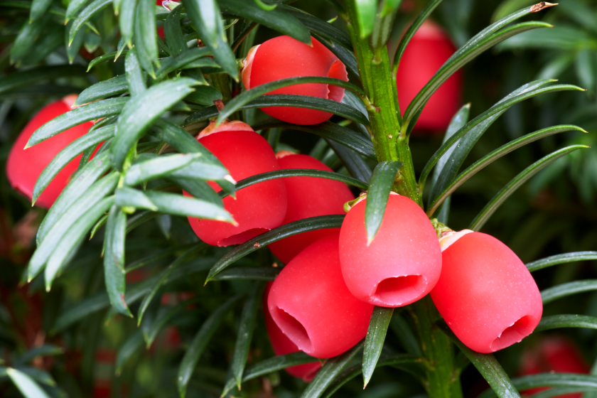 Yew holiday plant