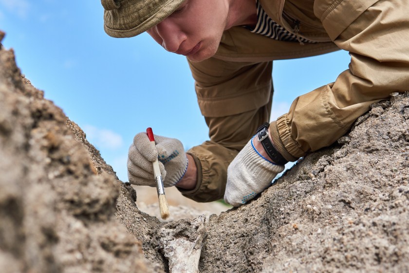 alien plant fossil found has scientists stumped
