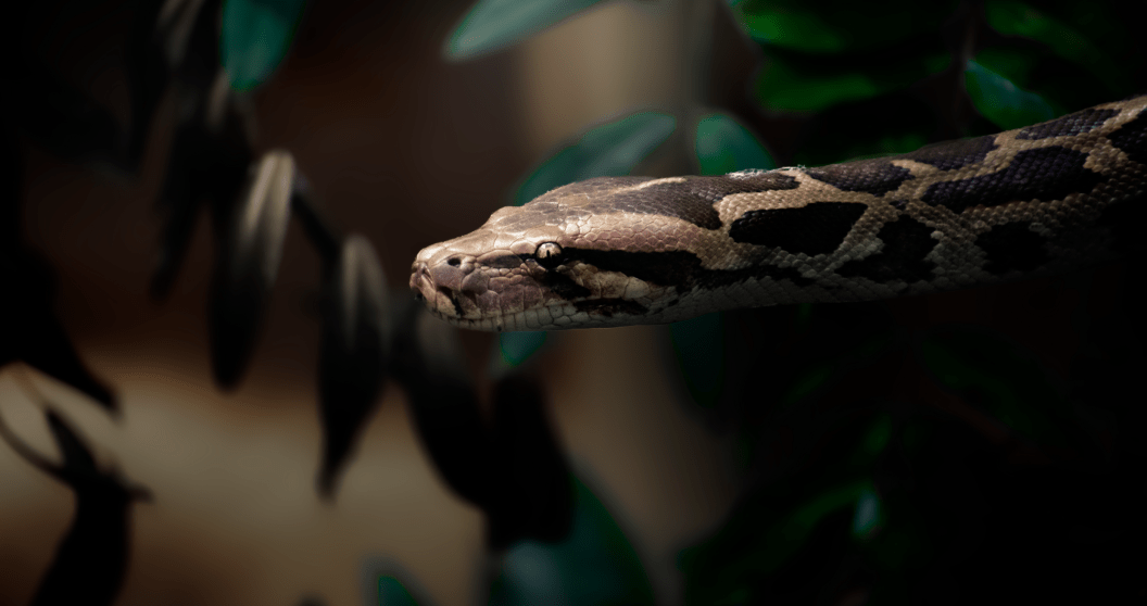 A Big Lunch: Alligator Spotted With Possibly The Largest Python Ever ...