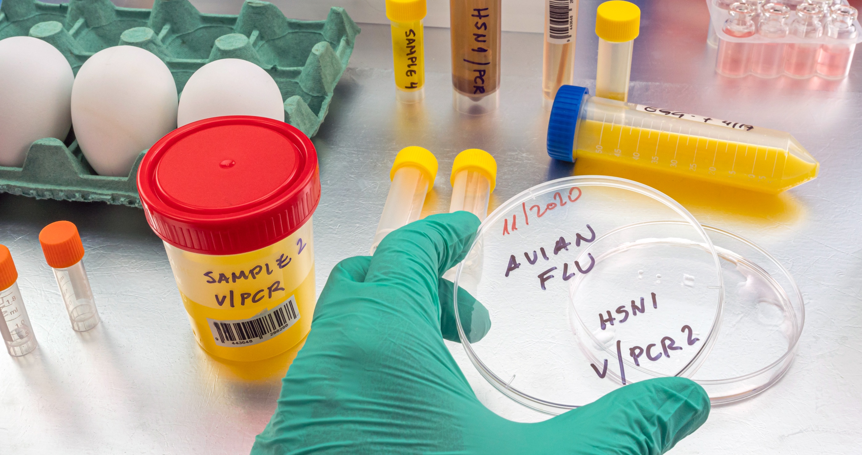 bird flu infects and kills multiple animals at Arizona Zoo (1)