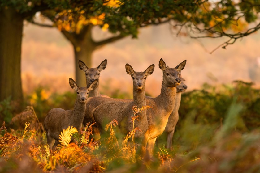 deer clotheslines cyclist in hilarious video
