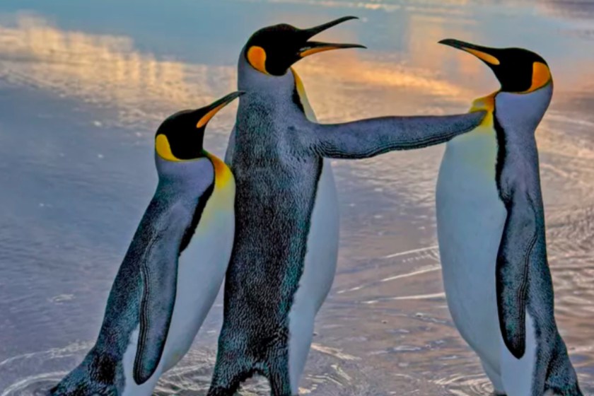 funny penguin shot