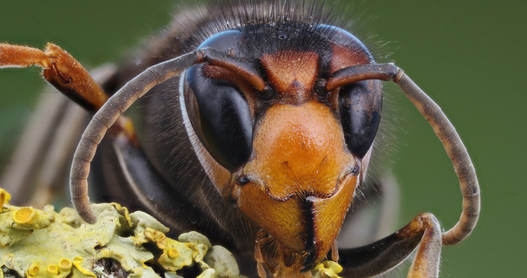 giant murder hornet finally gone
