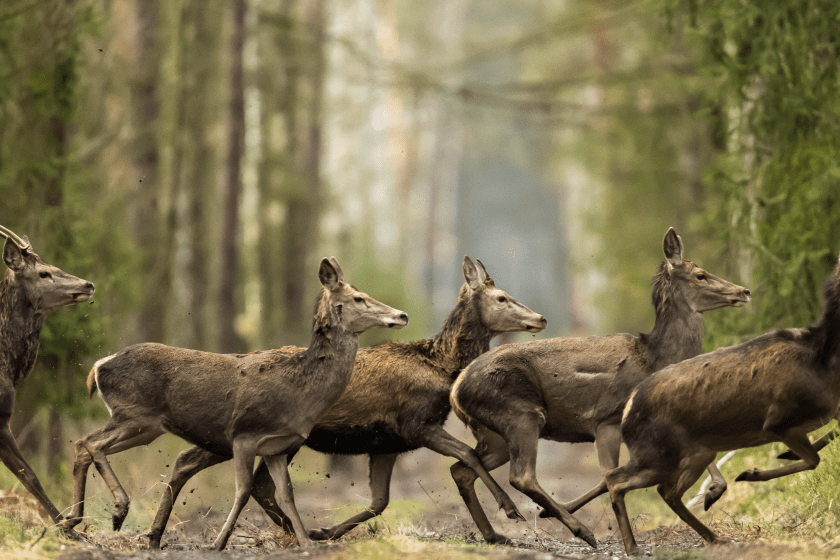 herd of deer running