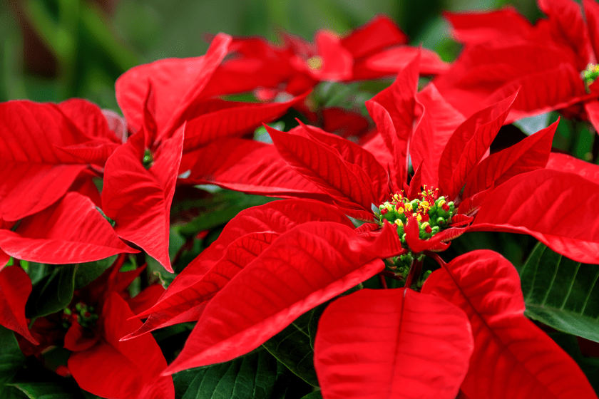 holiday plants that are poisonous ponsietta
