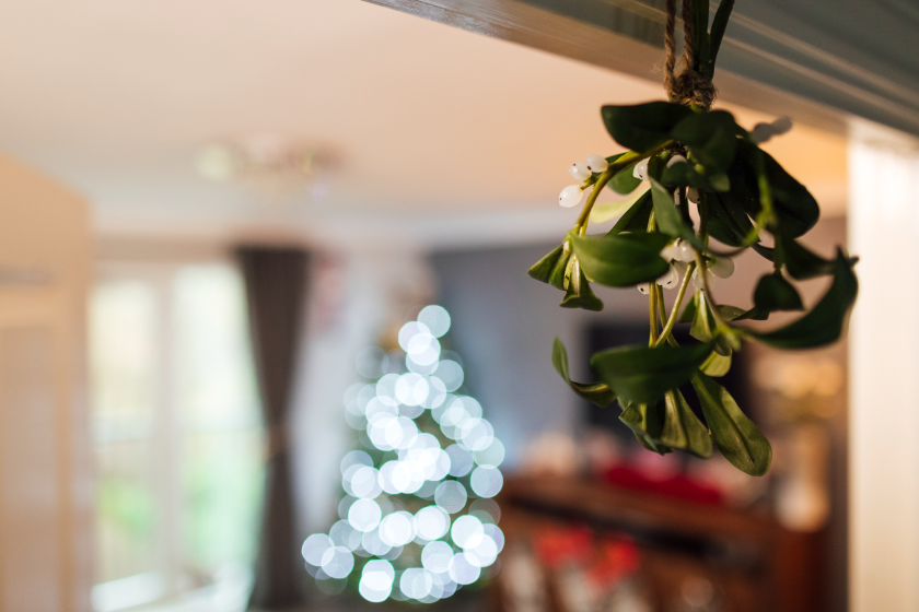 mistletoe is a poisonous holiday plant