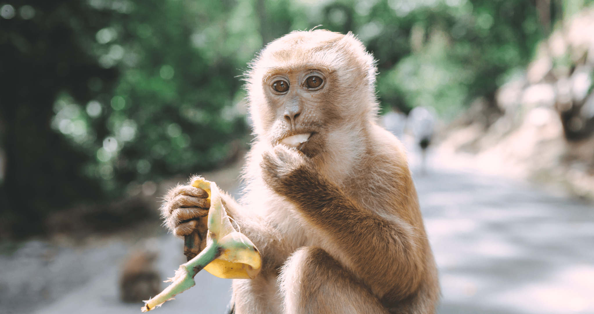 Mississippi Mom Shot And Killed Escaped Monkey To Protect Her Children ...
