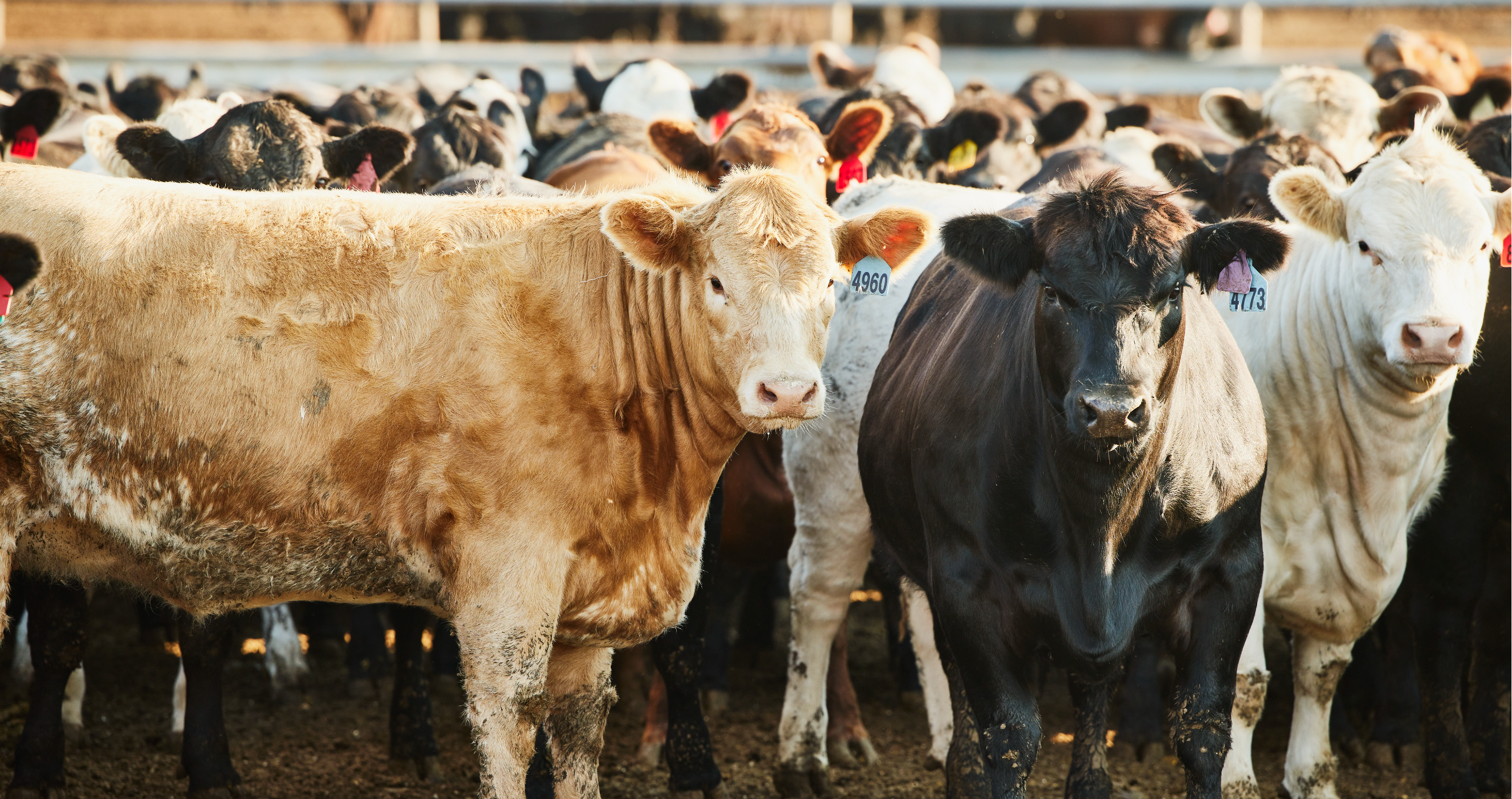 new parasite threatens US meat