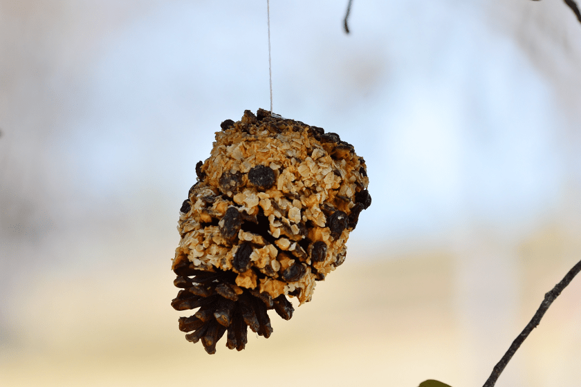peanut butter pinecone for wildlife friendly tree