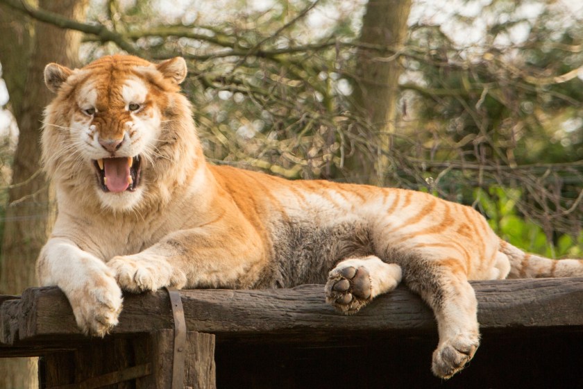 rare golden tigers become internet sensations