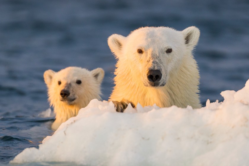 scientists discover the secret life of polar bears