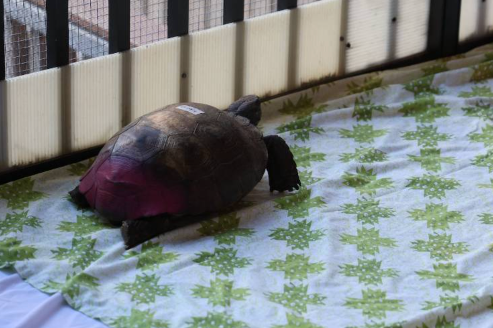 Shell Shocked Tortoise Targeted By Vandals Who Spray Paint It s Shell Shell Shocked Tortoise Targeted By Vandals Who Spray Paint It s Shell