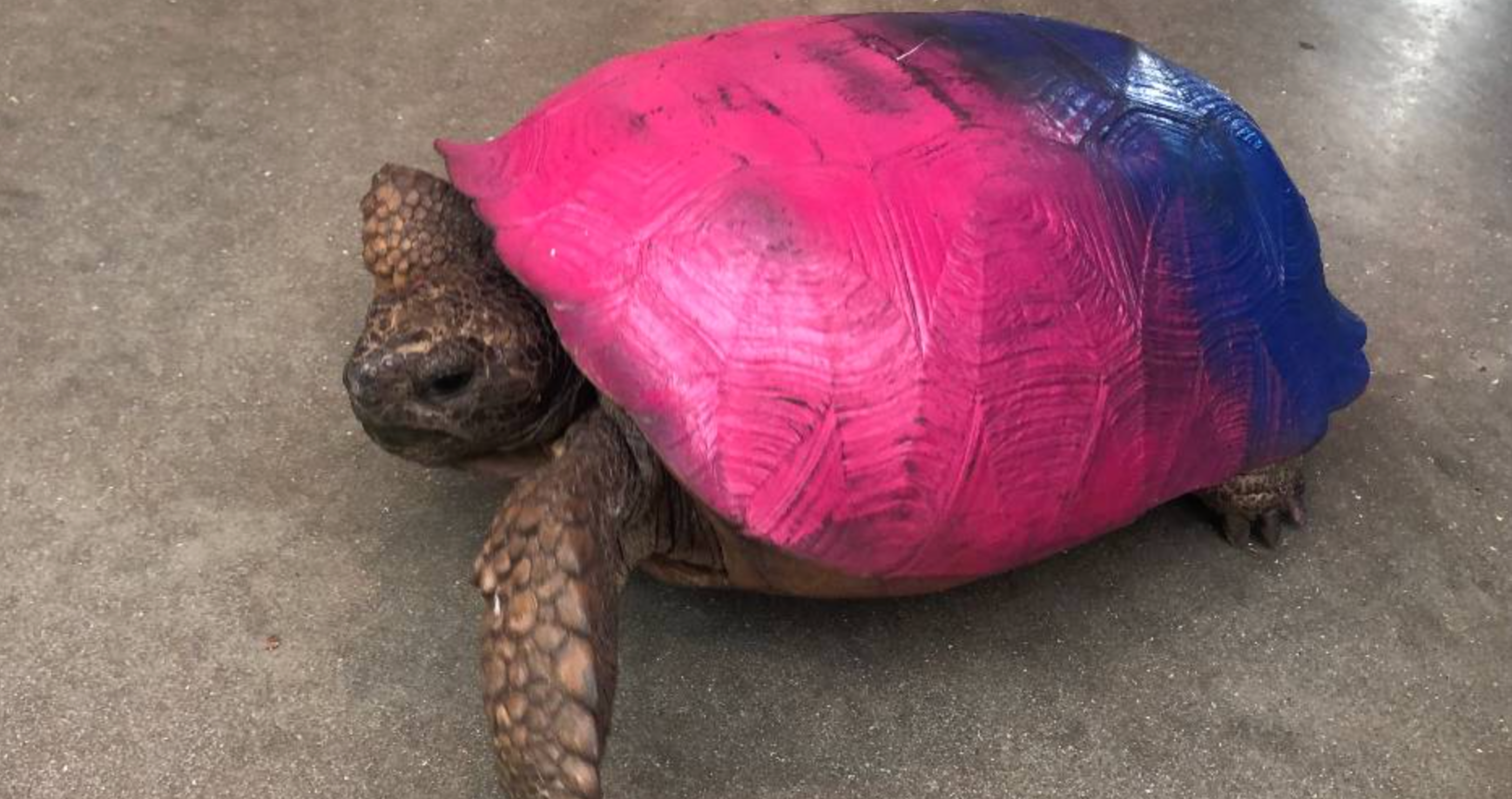 vandals spray paint tortoise shell