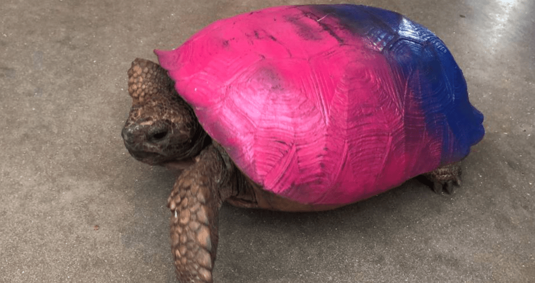 vandals spray paint tortoise shell