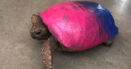 Shell Shocked Tortoise Targeted By Vandals Who Spray Paint It s Shell 