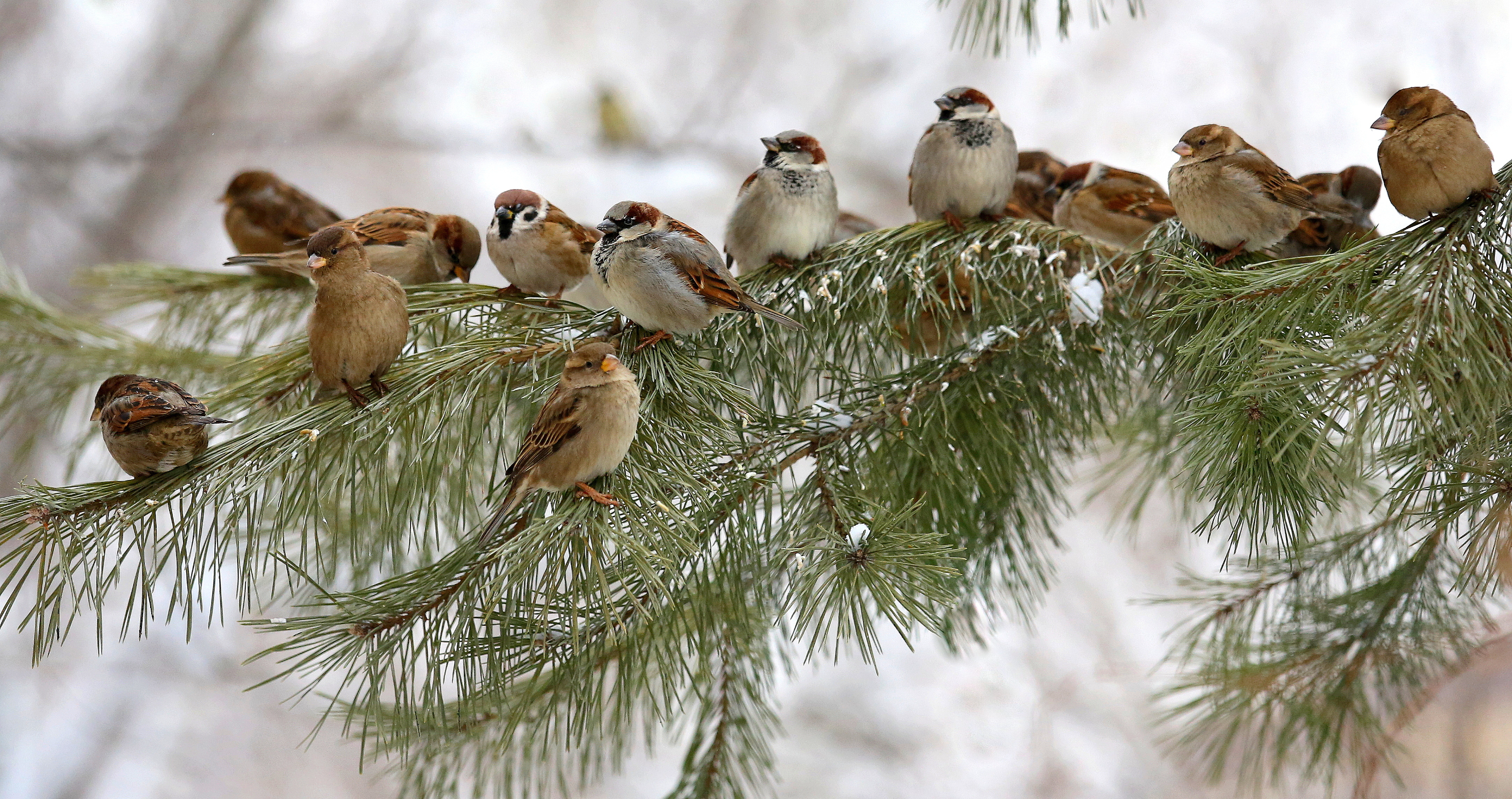 wildlife friendly tree for Christmas