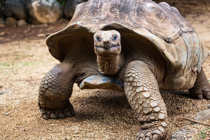 100 pound tortoise escaped California wildfire