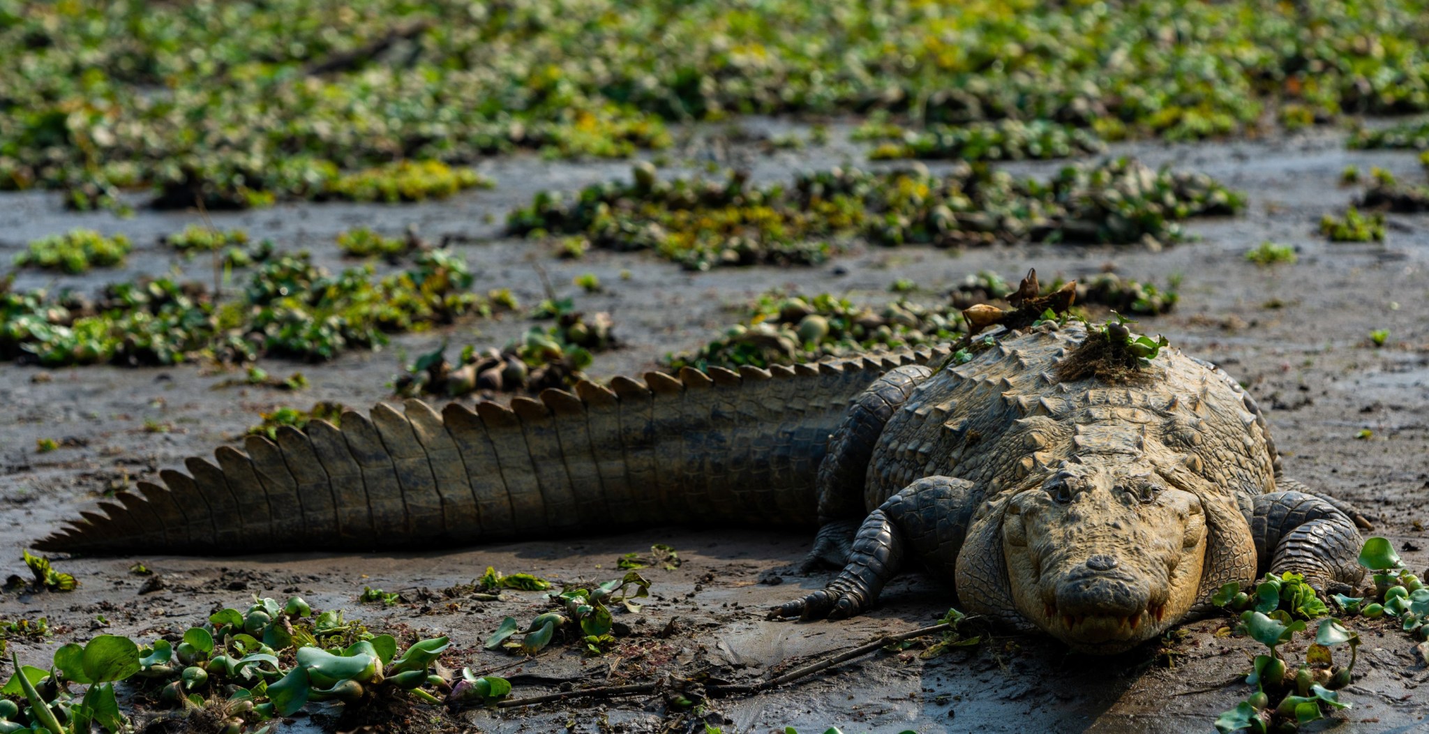 Are Crocodiles Trying To Lure Humans To Their Deaths? Animals Are Now ...