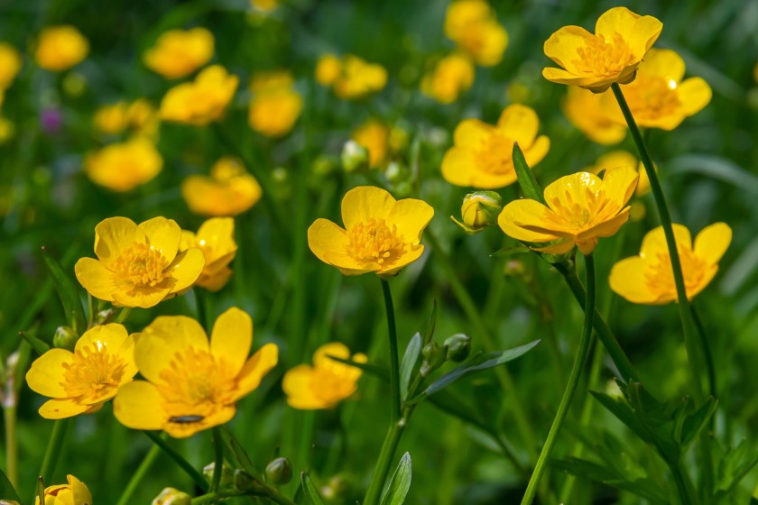 Common poisonous plants buttercups