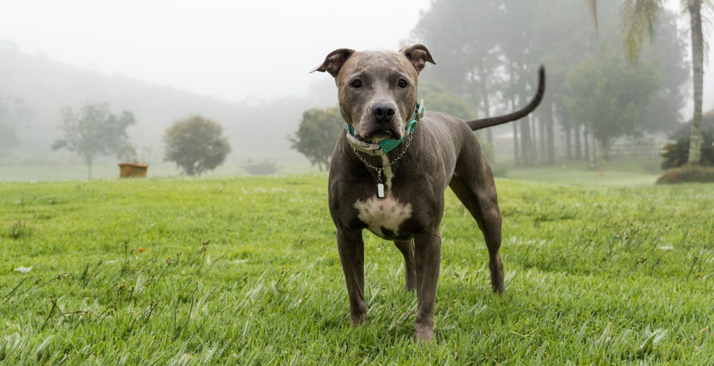 Dog Heroically Wakes Up And Saves Its Owner From Apartment Fire - Wide ...