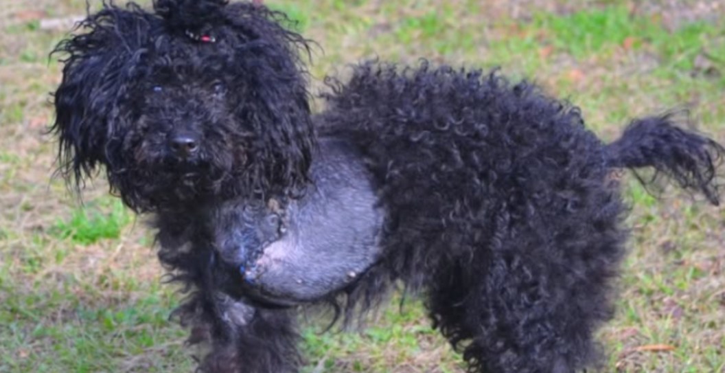 Dog Whose Leg 'Literally Fell Off' Due To Injury Makes Remarkable Recovery And Is Living Its Best Life