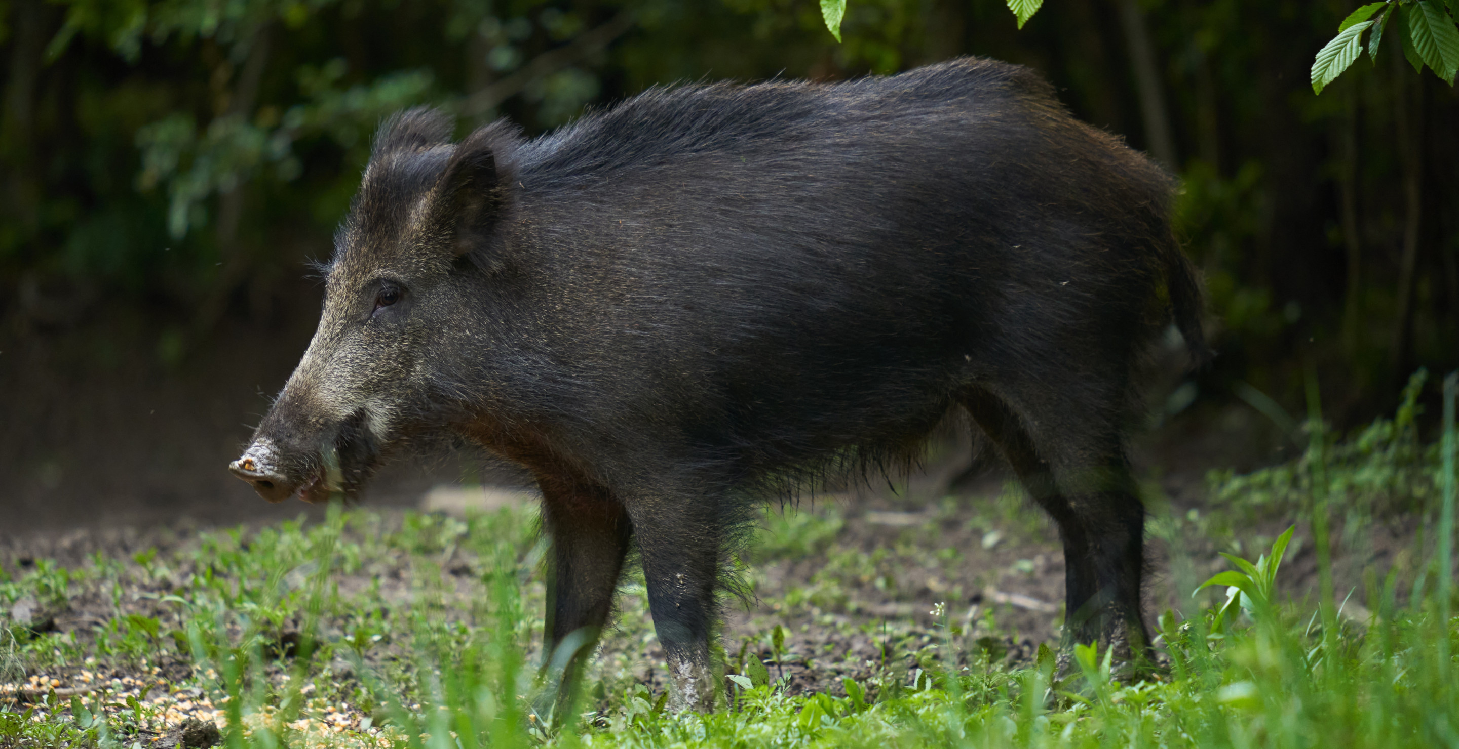 Feral Pigs Are Terrorizing A Texas Town: Frustated Locals Speak Out ...