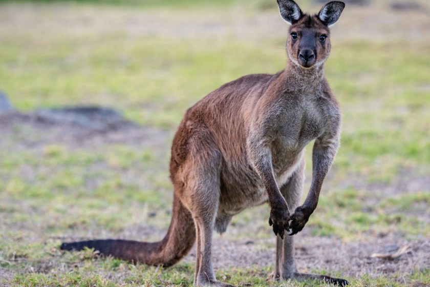 Man Horribly Injured After Getting Violently Assaulted By Massive Kangaroo