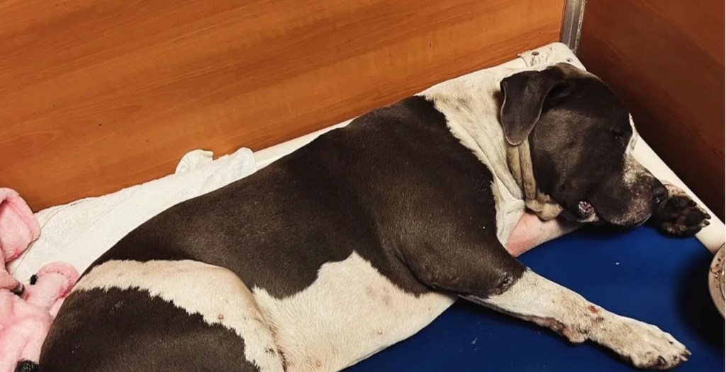 Stray Dog Refuses To Leave Another After It Gets Hit By Car And Breaks ...